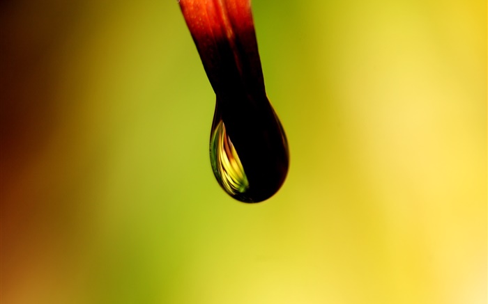 Dew close-up, bokeh Wallpapers Pictures Photos Images