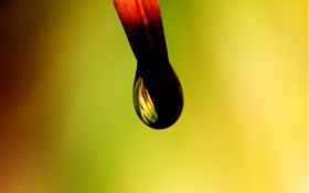 Dew close-up, bokeh HD wallpaper
