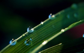 Dew on the leaf, nature plants HD wallpaper
