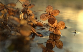 Dry leaves, puddle, water reflection, bokeh HD wallpaper
