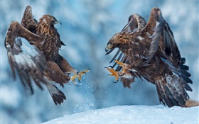 Eagle, two birds, snow, winter HD wallpaper