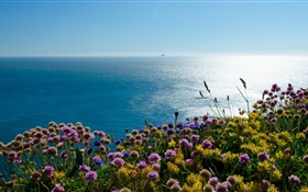 England Irish, sea, puffin flowers HD wallpaper
