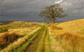 England nature scenery, grass, road, tree, clouds, autumn HD wallpaper