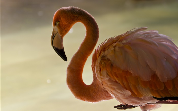 Flamingo close-up, bird, neck, feathers Wallpapers Pictures Photos Images