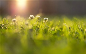Flowers, grass, meadow, sun rays, bokeh HD wallpaper
