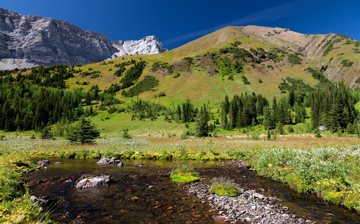 Forest, mountains, meadow, water, stones Wallpapers Pictures Photos Images