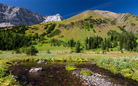 Forest, mountains, meadow, water, stones HD wallpaper