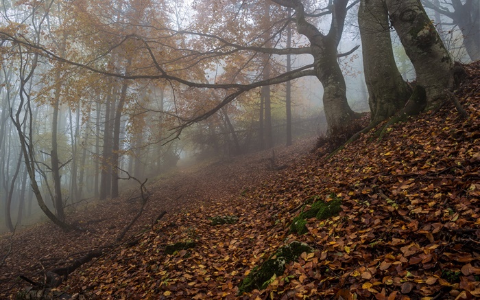 Forest, nature, fog, dawn, autumn Wallpapers Pictures Photos Images