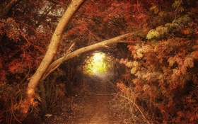 Forest, path, hole, autumn, nature scenery HD wallpaper