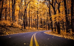 Forest, road, yellow leaves, trees, autumn HD wallpaper