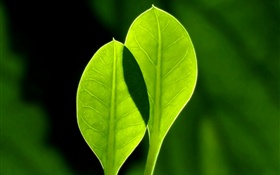 Fresh green leaves, black background HD wallpaper