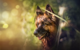 German shepherd, dog, face, bokeh HD wallpaper