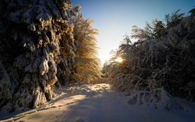 Germany, Hesse, winter, snow, trees, sun rays HD wallpaper
