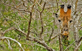 Giraffe hidden in the forest