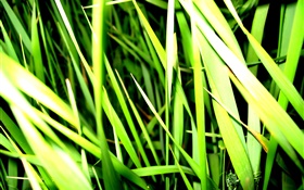 Grass close-up, light, insect HD wallpaper
