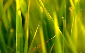 Grass, leaf, point, water drops, sunlight HD wallpaper