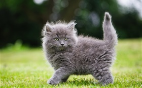 Gray fluffy kitten in the grass HD wallpaper