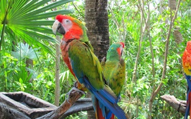 Green feather parrot, trees HD wallpaper