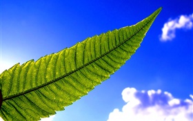 Green leaf, blue sky HD wallpaper