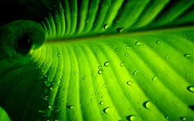 Green leaf close-up, stripes, water drops HD wallpaper