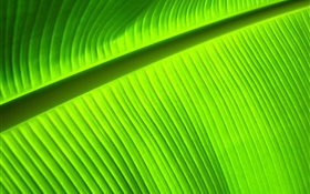 Green leaf close-up, stripes HD wallpaper