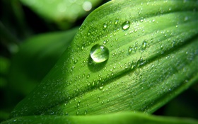 Green leaf close-up, water drops, dew HD wallpaper