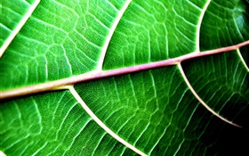 Green leaf context close-up HD wallpaper