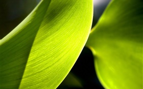 Green leaf macro photography, light HD wallpaper