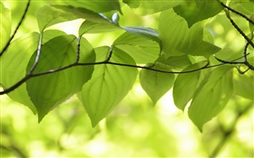 Green leaves, branches, nature scenery, bokeh HD wallpaper