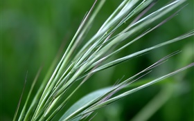 Green wheat close-up HD wallpaper