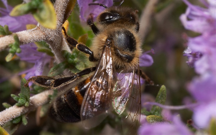 Insect, bee Wallpapers Pictures Photos Images