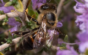 Insect, bee HD wallpaper