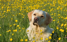 Labrador Retriever, dog in the flowers HD wallpaper