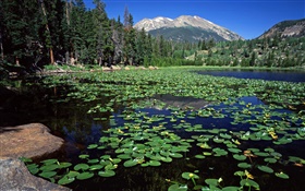 Lake, mountains, forest, water lily HD wallpaper