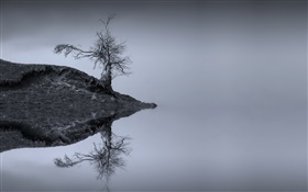 Lake, tree, water reflection, monochrome, Scotland HD wallpaper