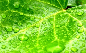 Leaf close-up, green, water drops HD wallpaper
