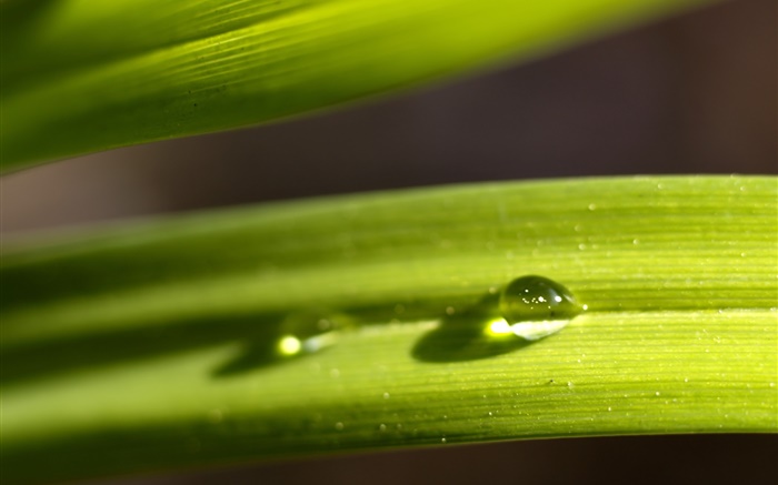 Leaf, green, dew Wallpapers Pictures Photos Images