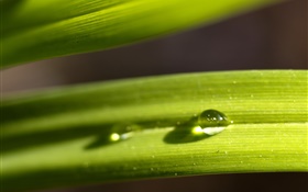 Leaf, green, dew HD wallpaper