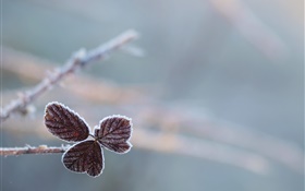 Leaves, frost, bokeh HD wallpaper