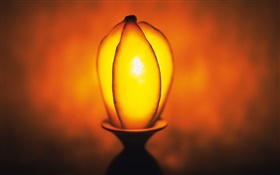 Light fruit, carambola HD wallpaper
