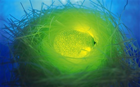 Light fruit, green orange in the nest HD wallpaper