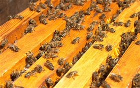Many bees, beehive HD wallpaper