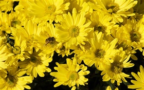 Many yellow daisy, bee, insect HD wallpaper