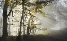 Morning, fog, trees, sun rays, autumn HD wallpaper