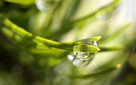 Morning, plant, green, dew HD wallpaper