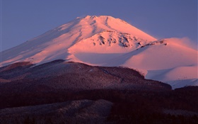 Mount Fuji, Japan, snow, dusk, forest HD wallpaper