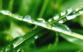 Nature close-up, green grass, leaf, water drops HD wallpaper