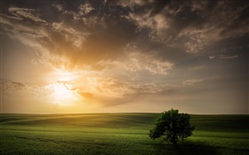Nature field spring tree sky sunset HD wallpaper
