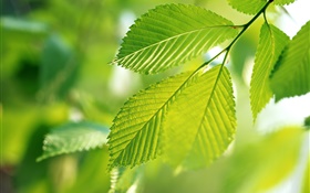Nature, green leaves, bokeh HD wallpaper