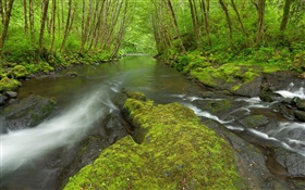 Nestucca River, Oregon, USA, moss, trees, green HD wallpaper